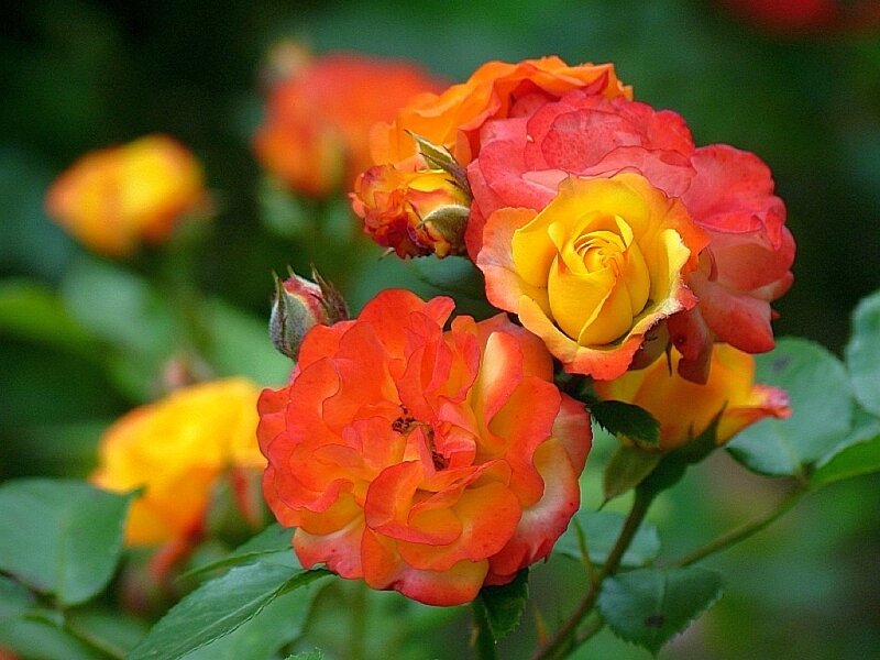vibrant orange and yellow roses