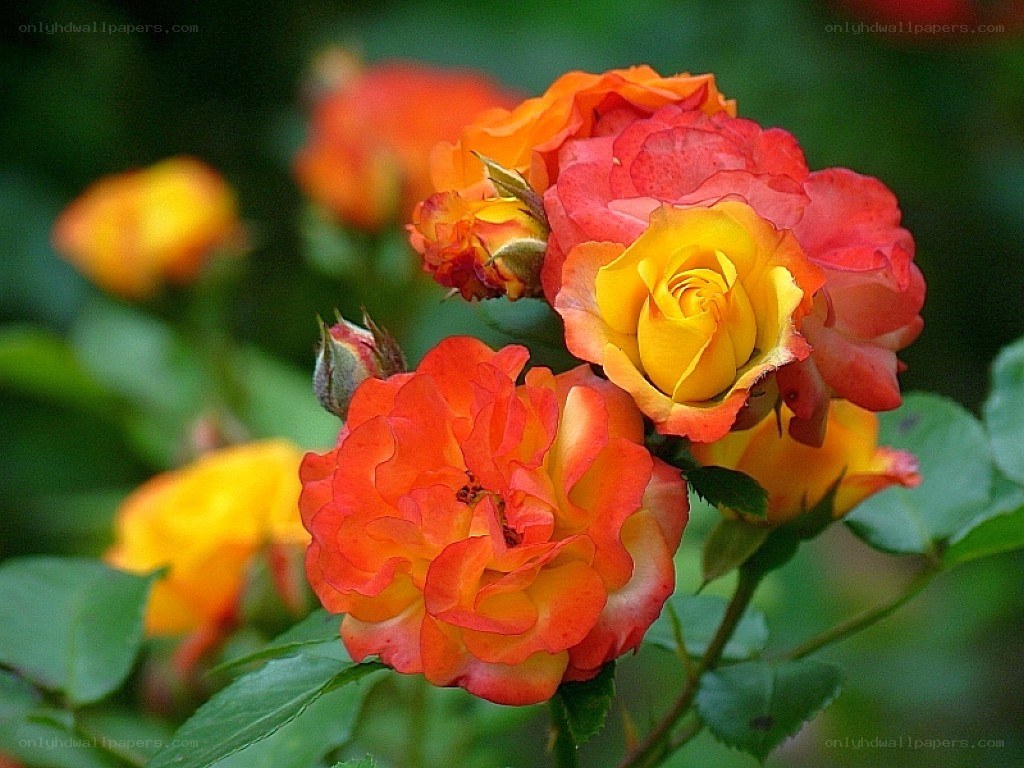 vibrant orange and yellow roses