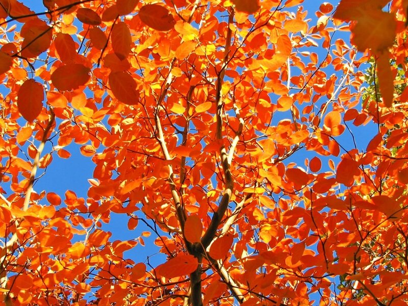 Vibrant orange autumn leaves