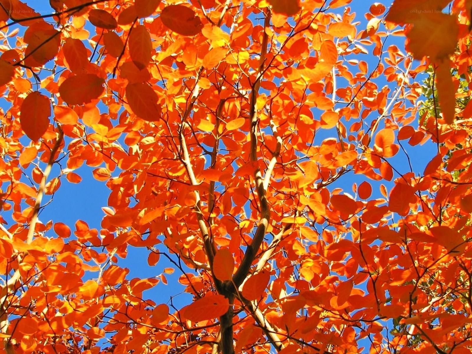 Vibrant orange autumn leaves