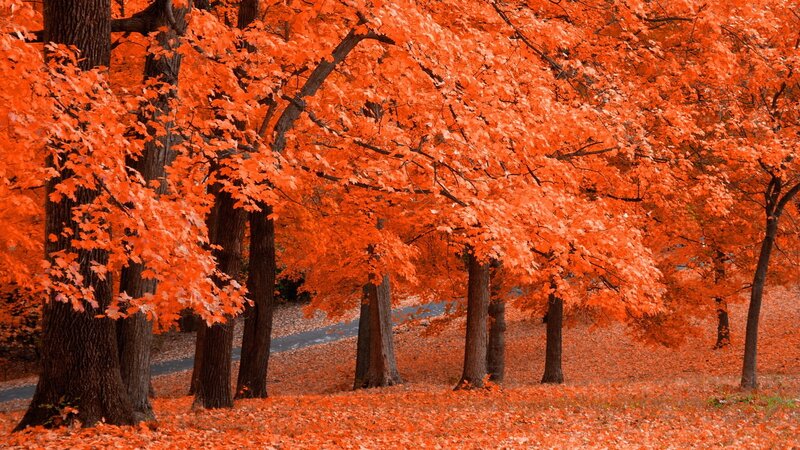 vibrant orange autumn trees