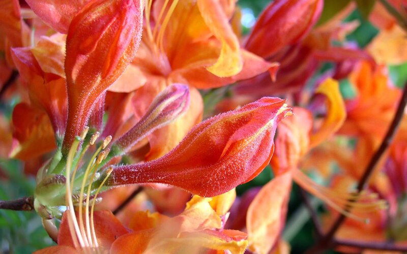 vibrant orange azalea blossoms