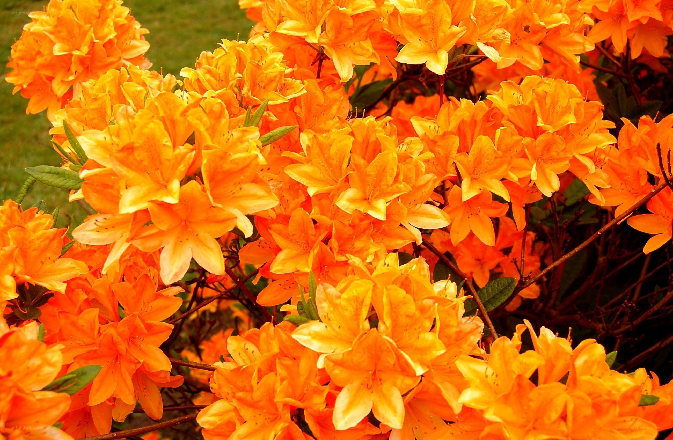 vibrant orange azalea blossoms