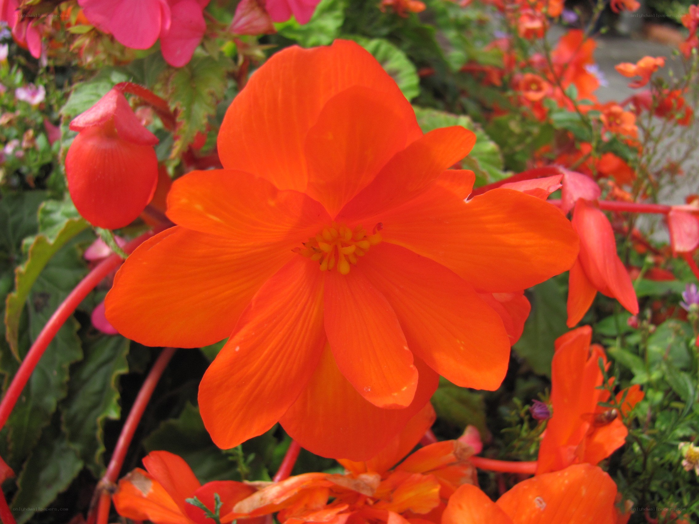 Vibrant orange begonia flower