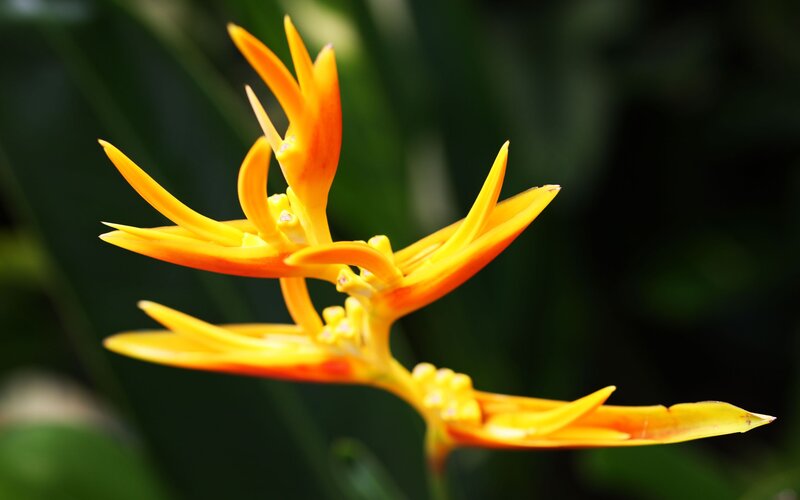 vibrant orange bird of paradise