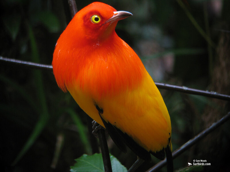 vibrant orange bird perched
