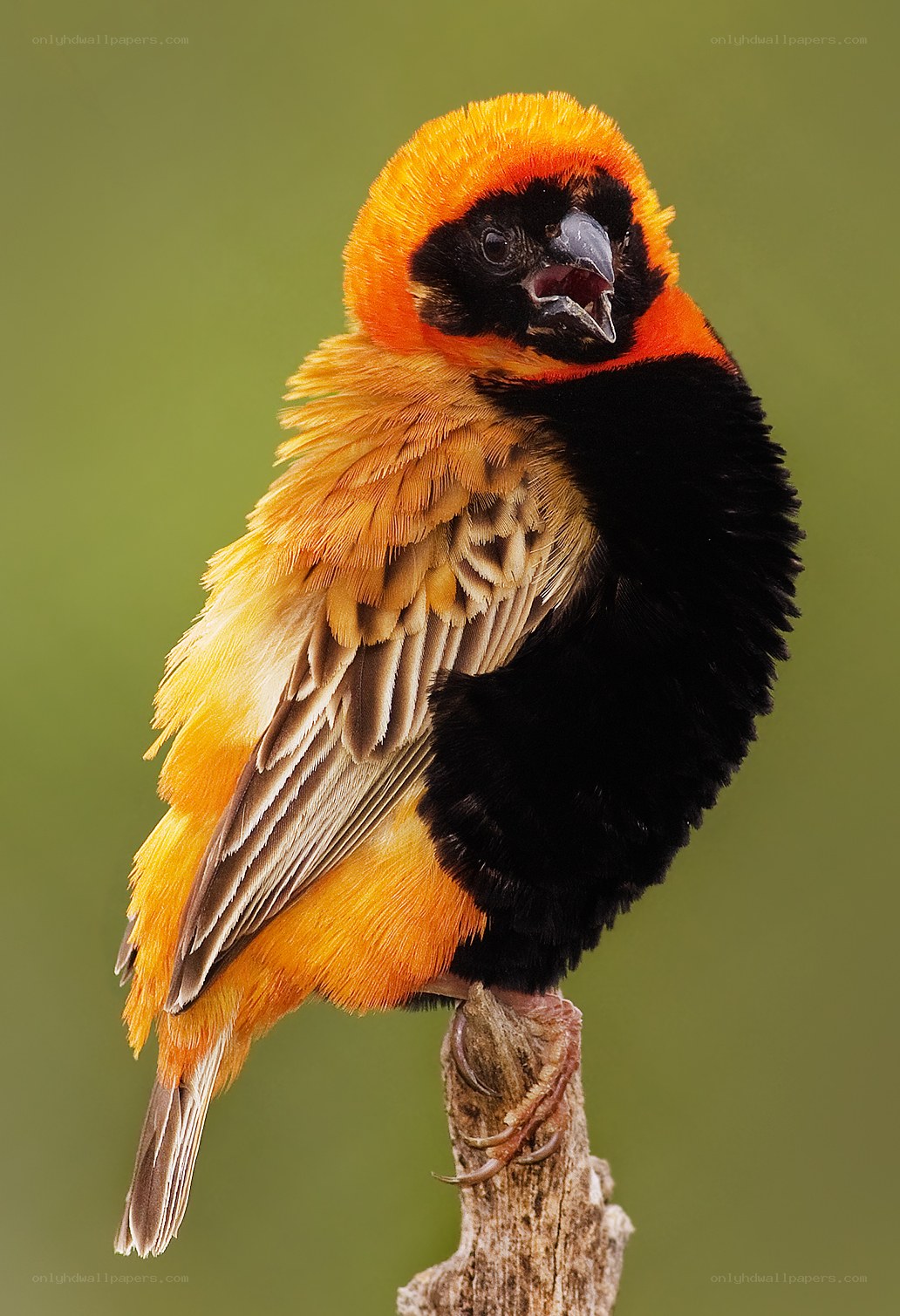 Vibrant orange bird perched