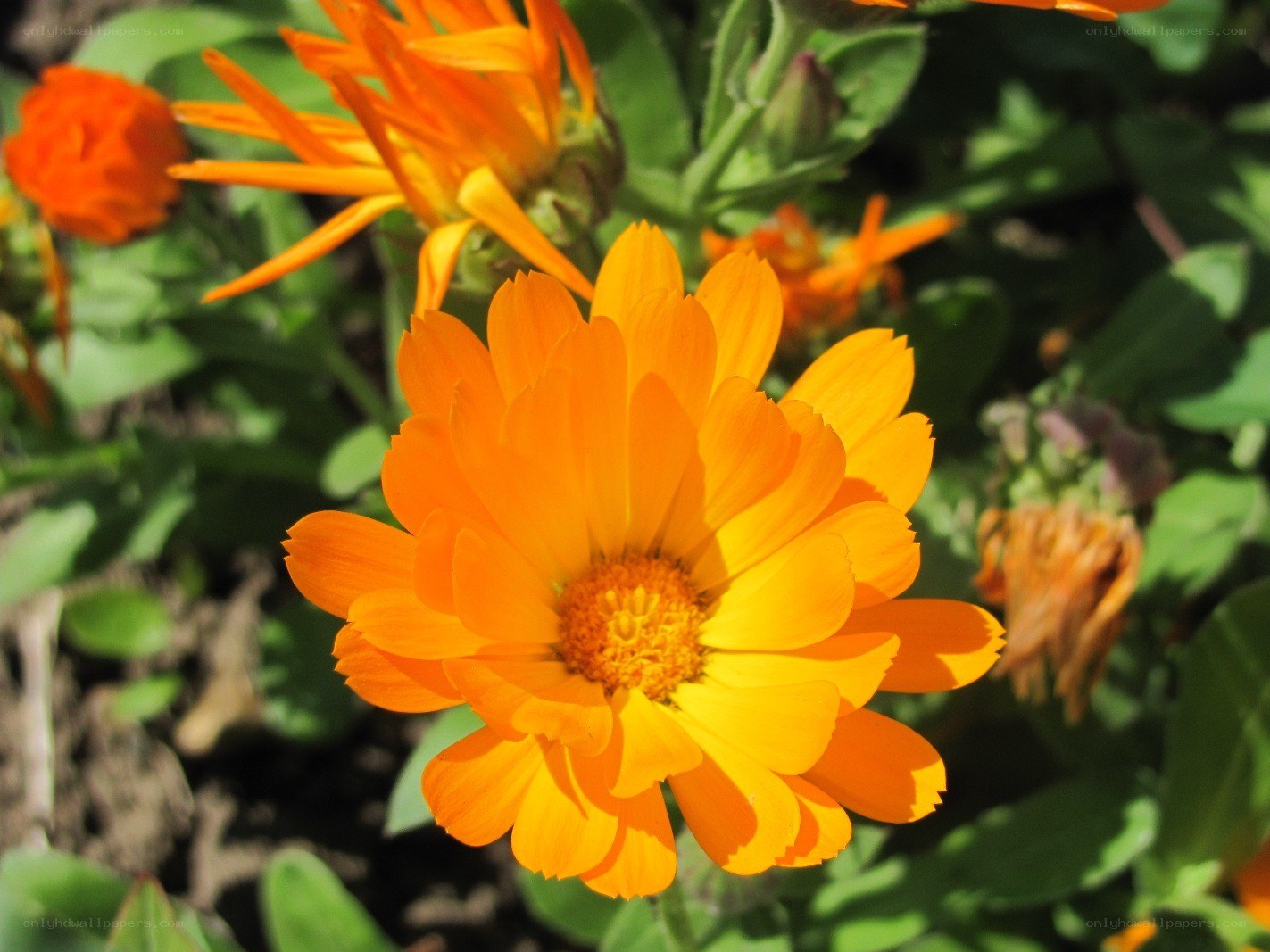 vibrant orange calendula flower