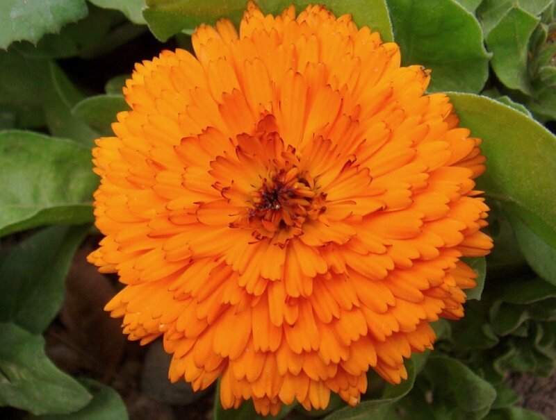 vibrant orange calendula flower