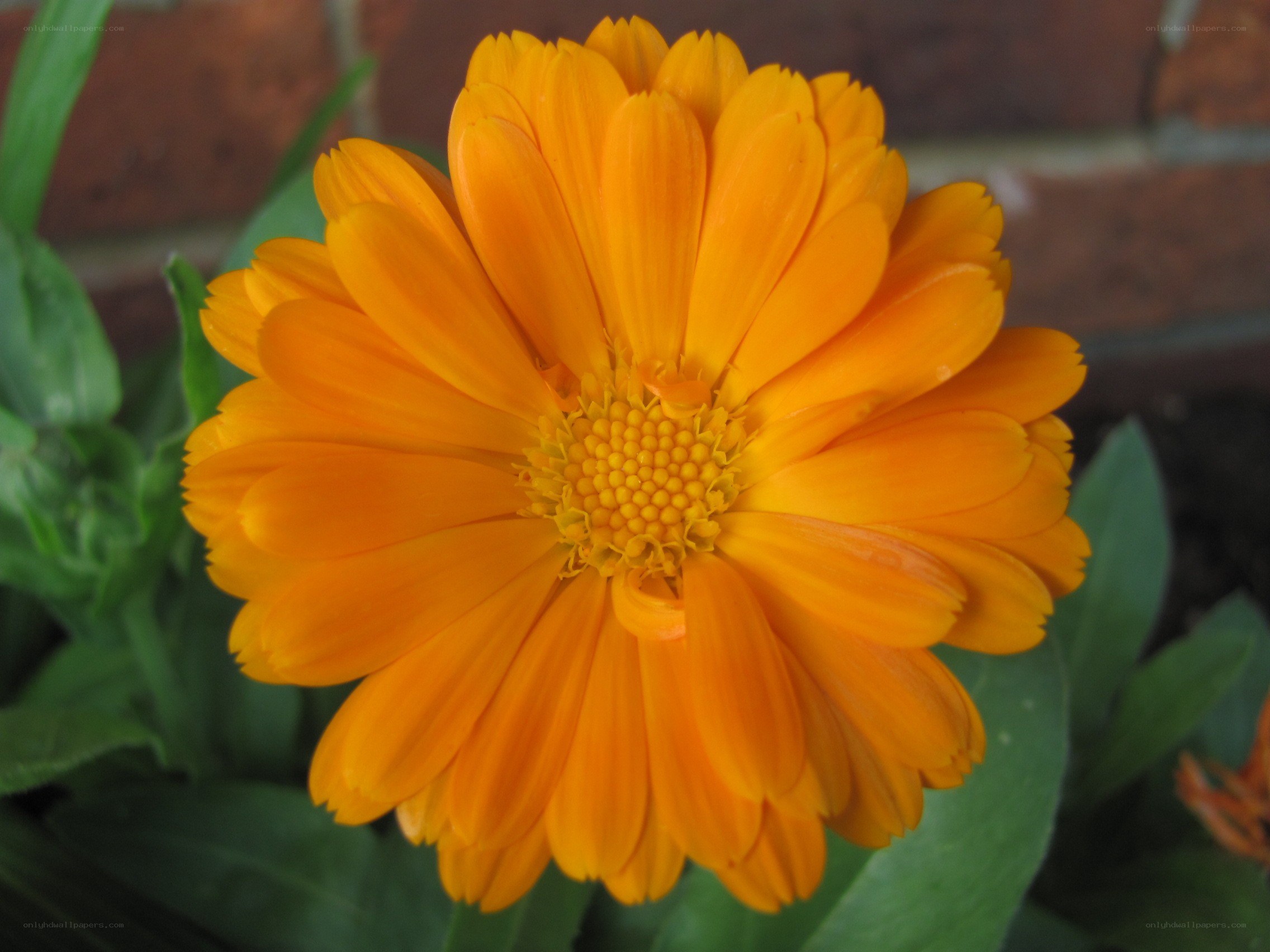 vibrant orange calendula flower