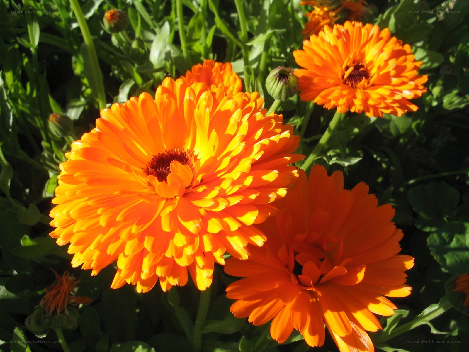 Vibrant orange calendula flowers