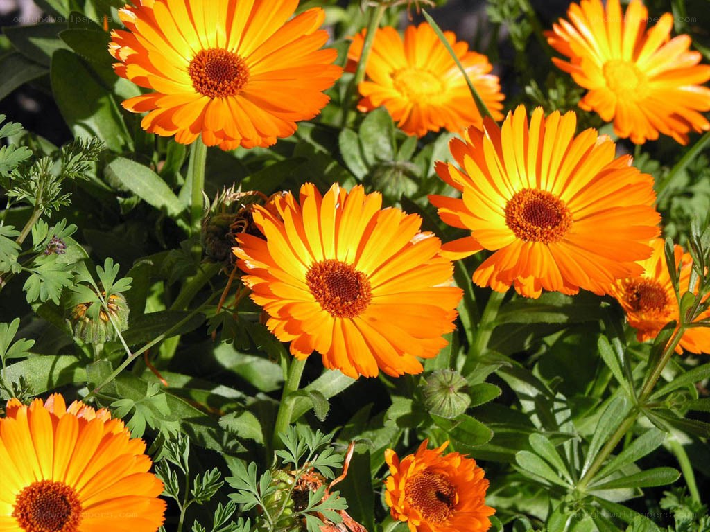 vibrant orange calendula flowers