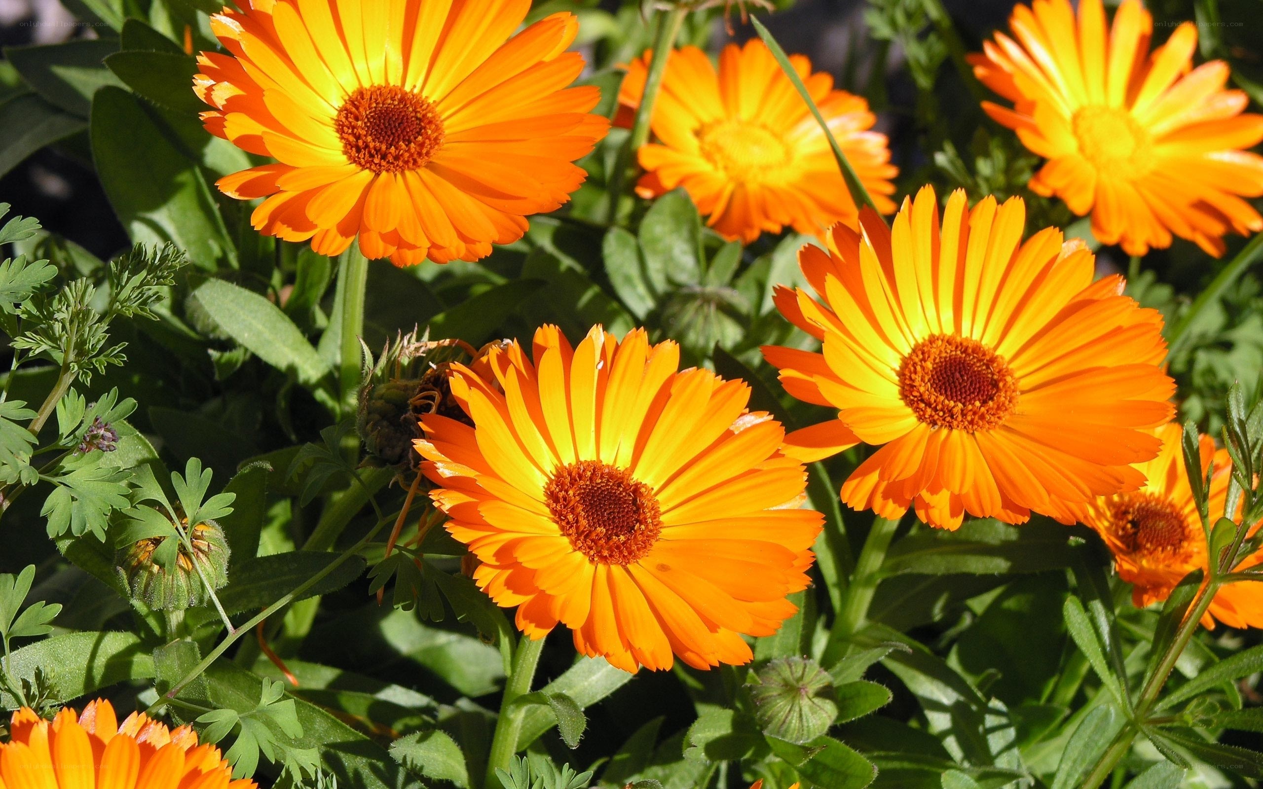 Vibrant orange calendula flowers