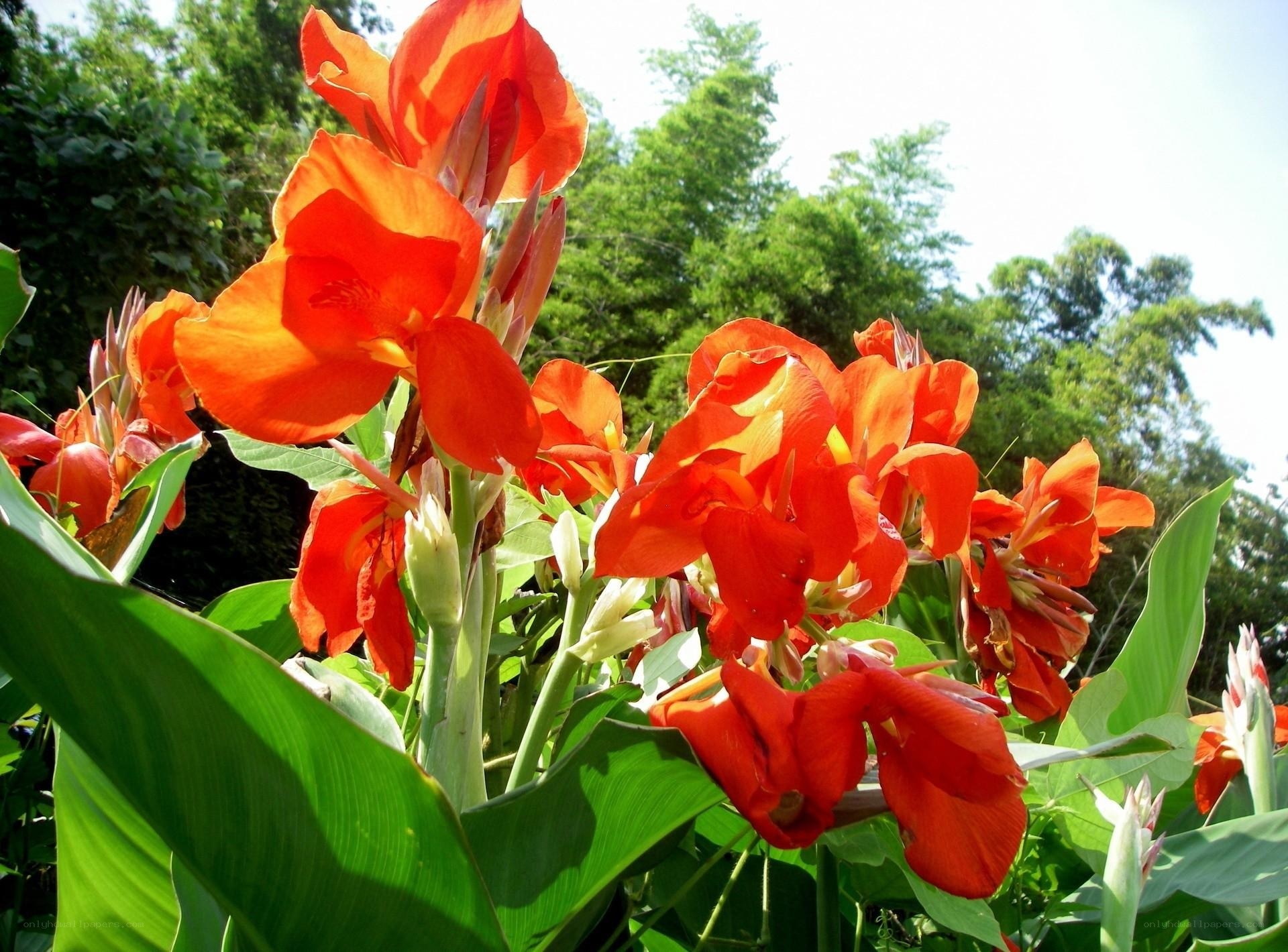 Vibrant orange canna lilies in bloom