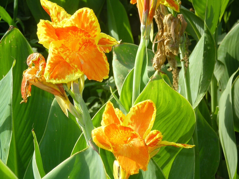 Vibrant orange canna lilies