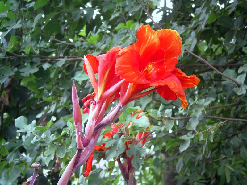 Vibrant orange canna lily flower