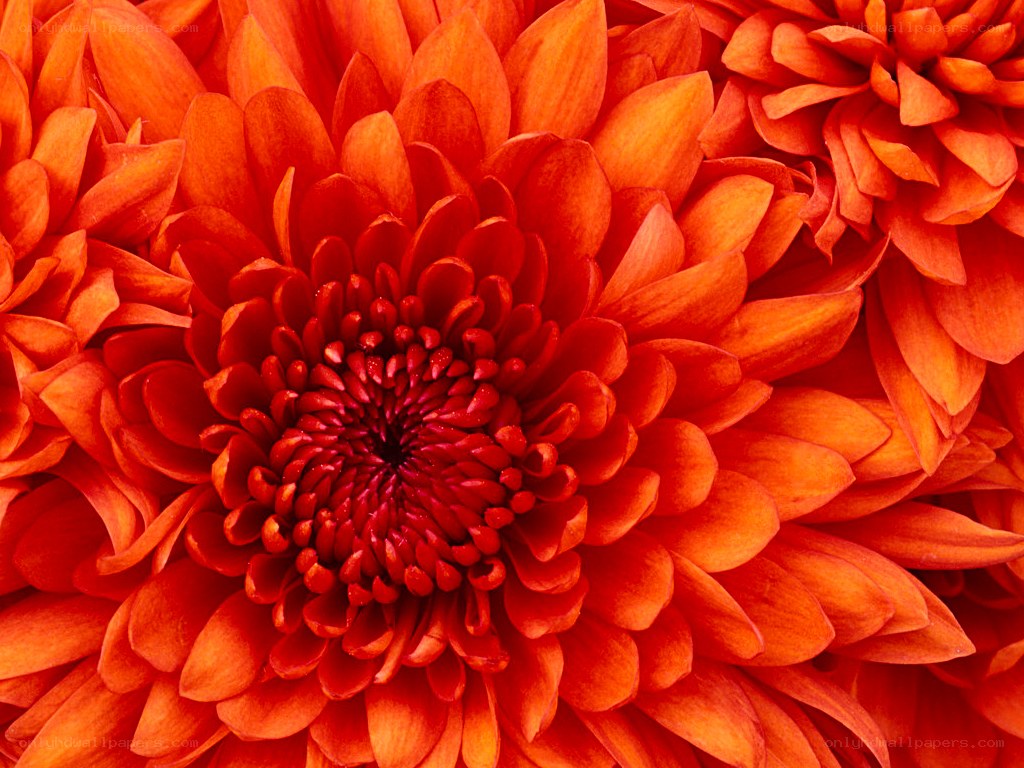 vibrant orange chrysanthemum