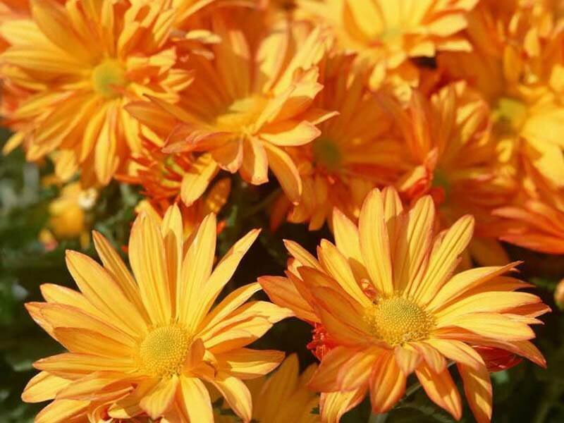 vibrant orange chrysanthemums