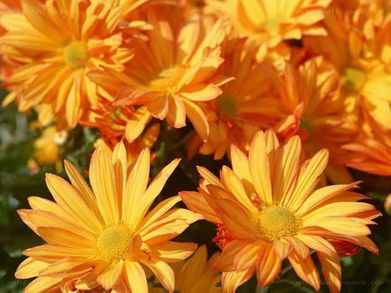 vibrant orange chrysanthemums