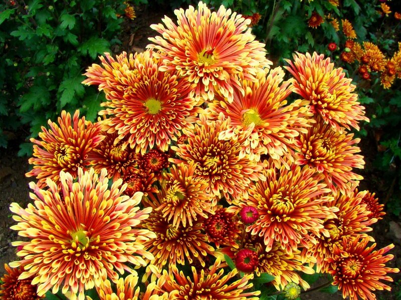 Vibrant orange chrysanthemums