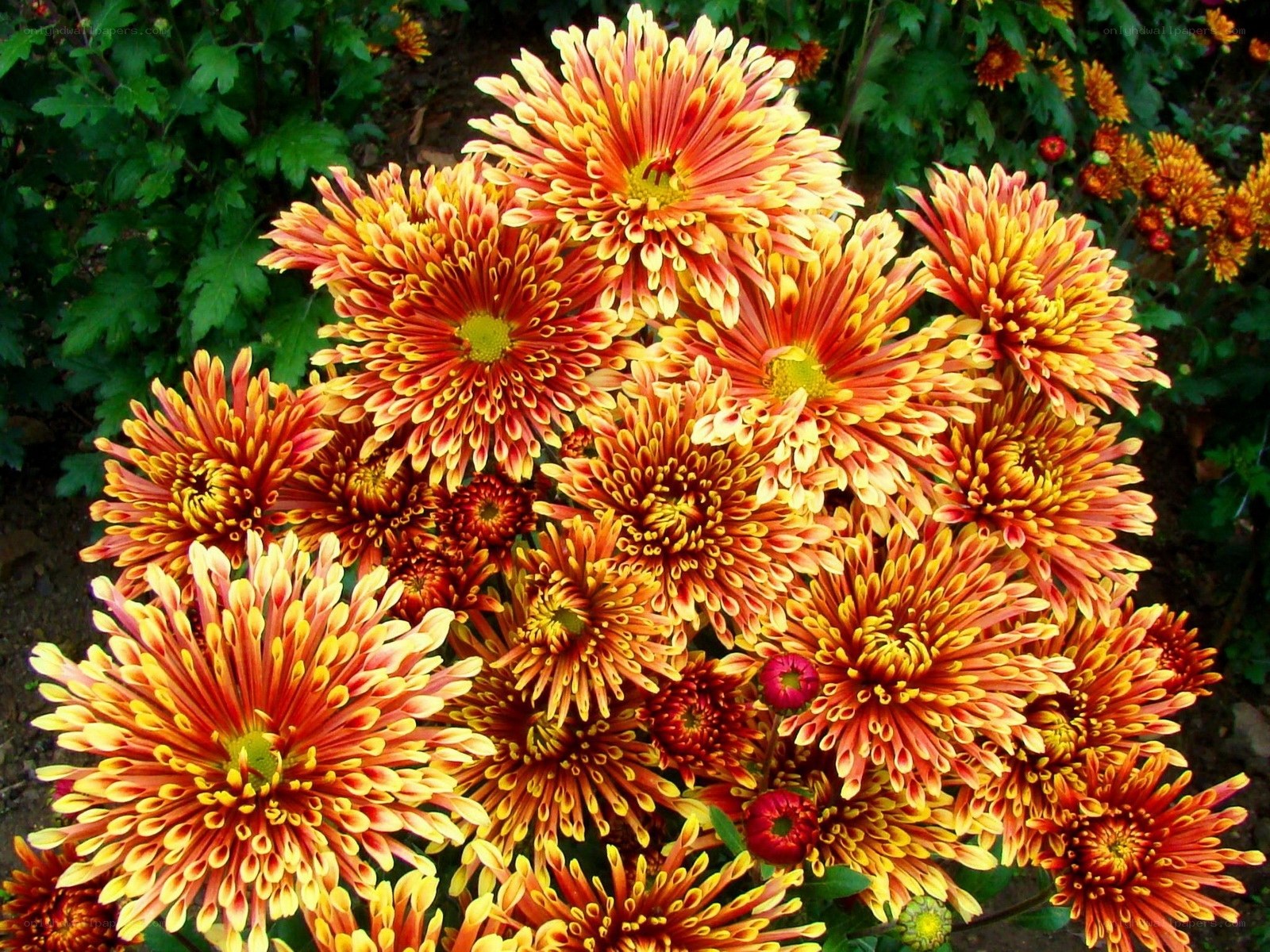 Vibrant orange chrysanthemums