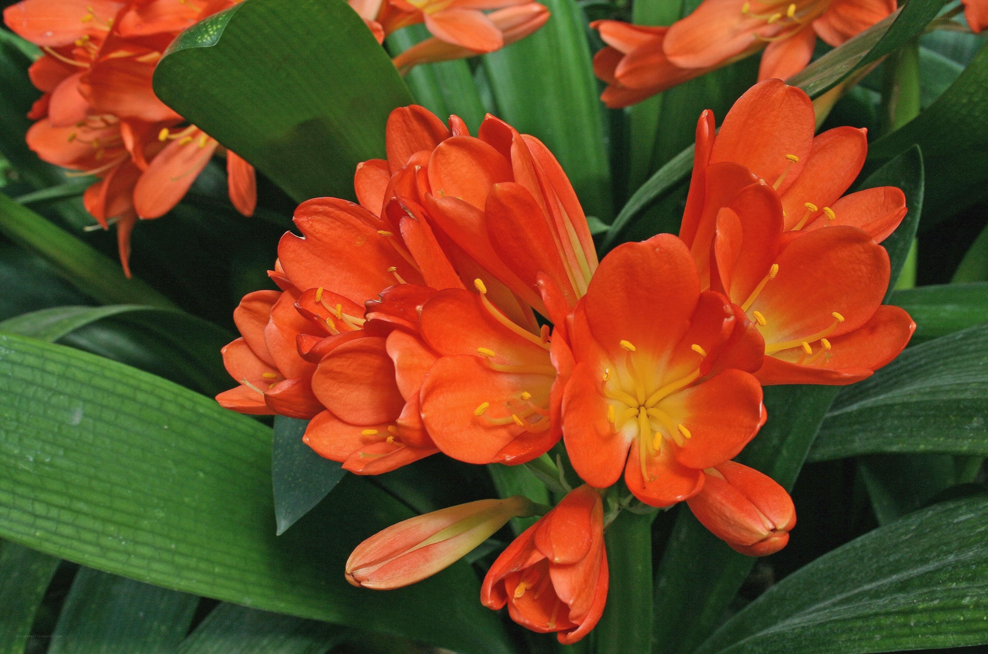 vibrant orange clivia flowers