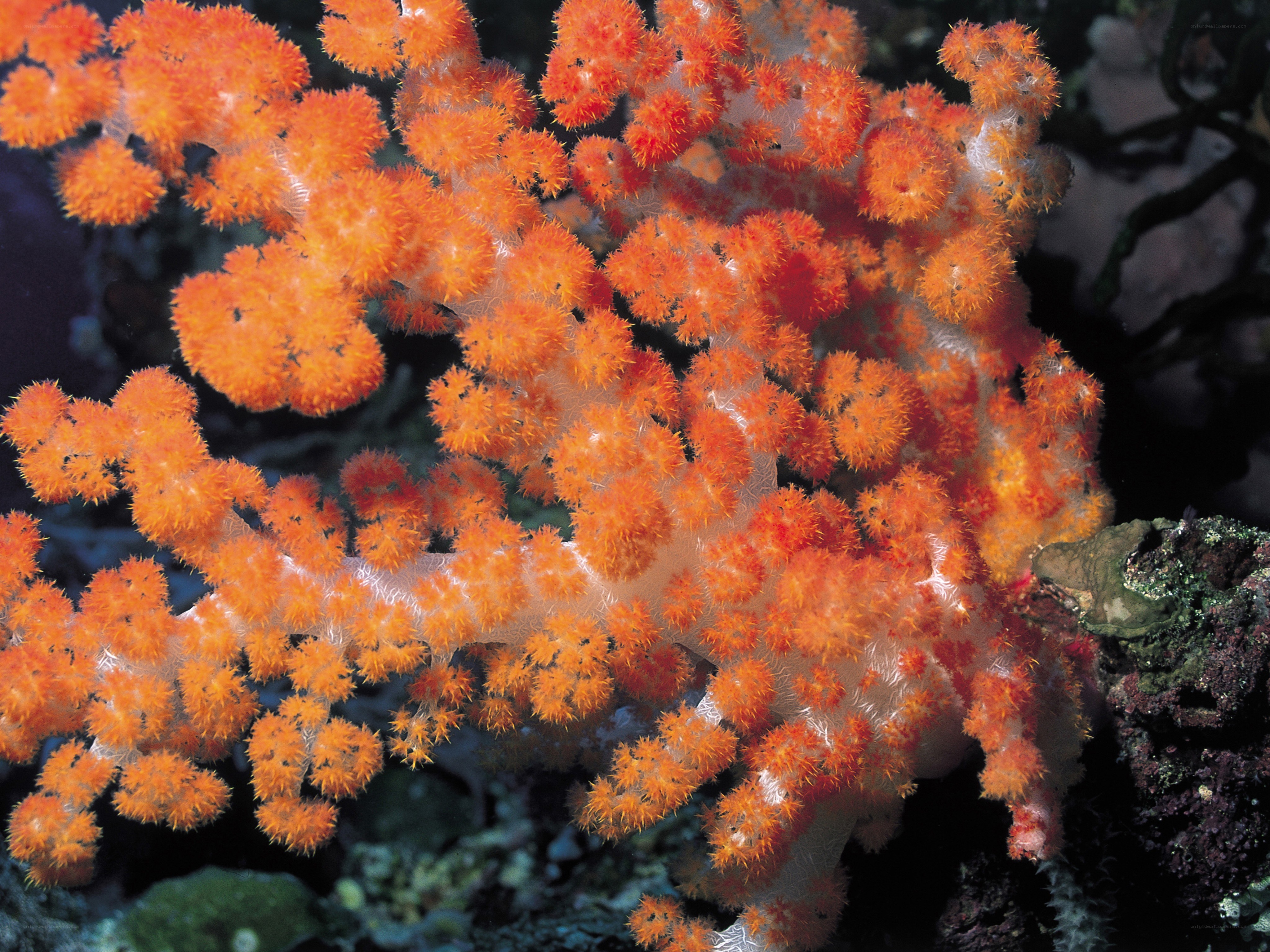 Vibrant orange coral colony