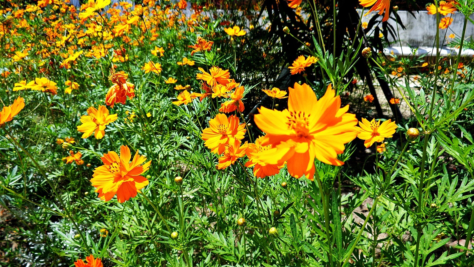 Vibrant orange cosmos flowers