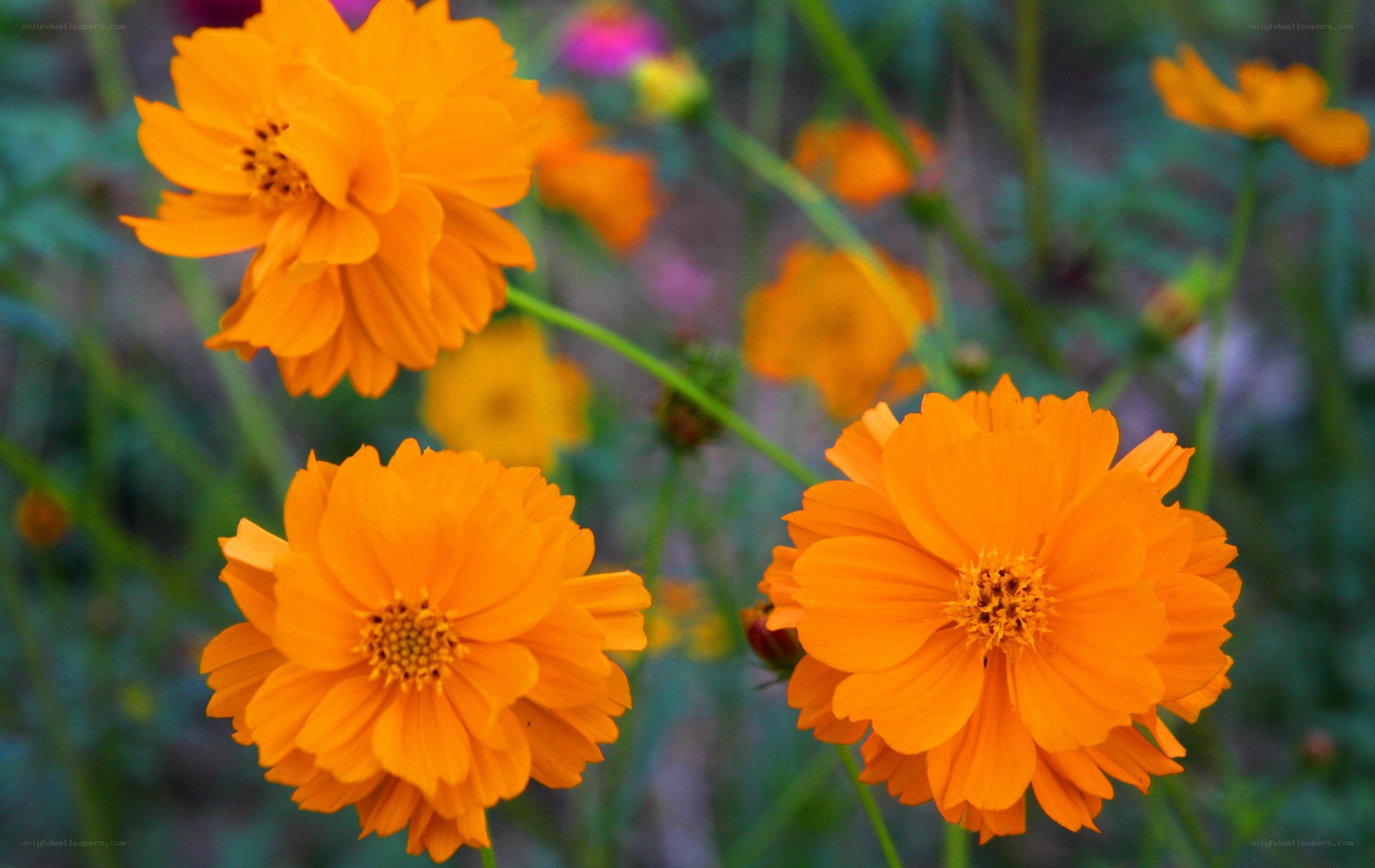 vibrant orange cosmos flowers