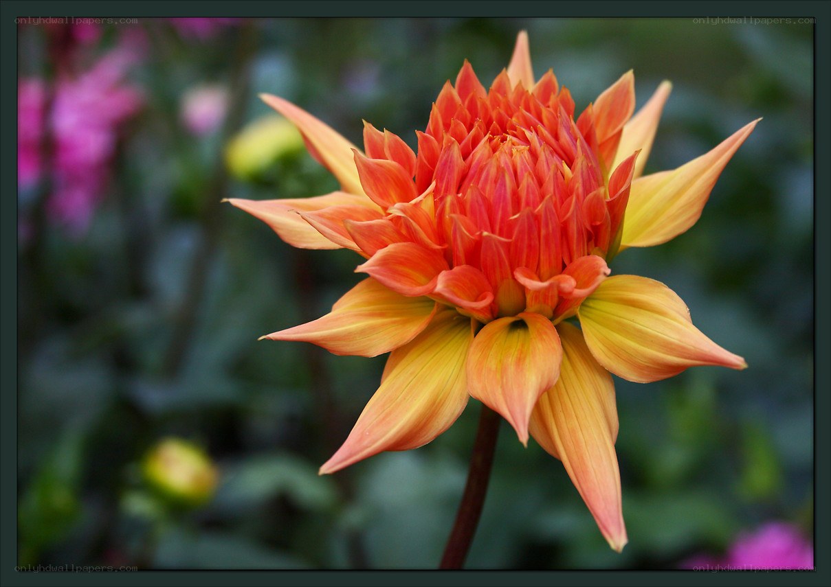 vibrant orange dahlia flower
