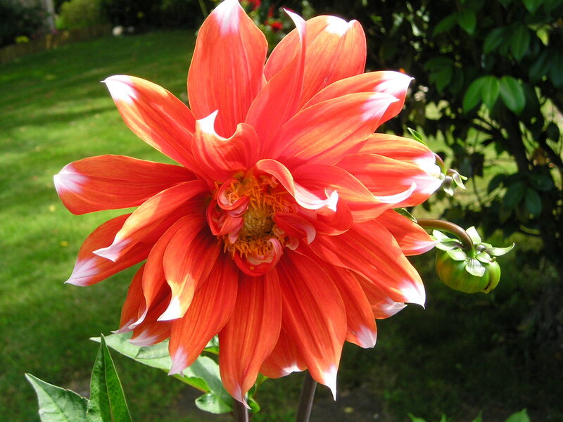 vibrant orange dahlia flower