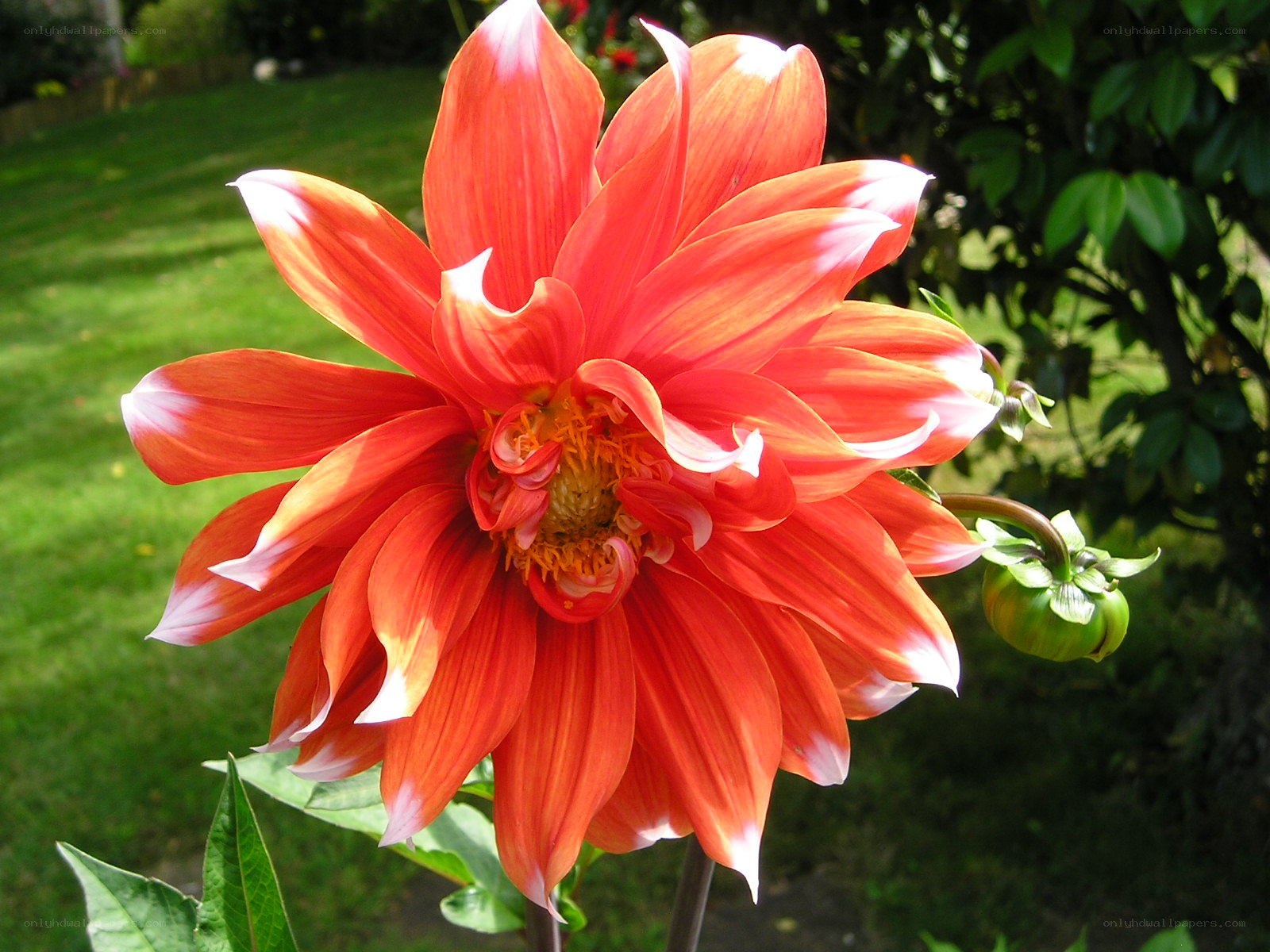 vibrant orange dahlia flower