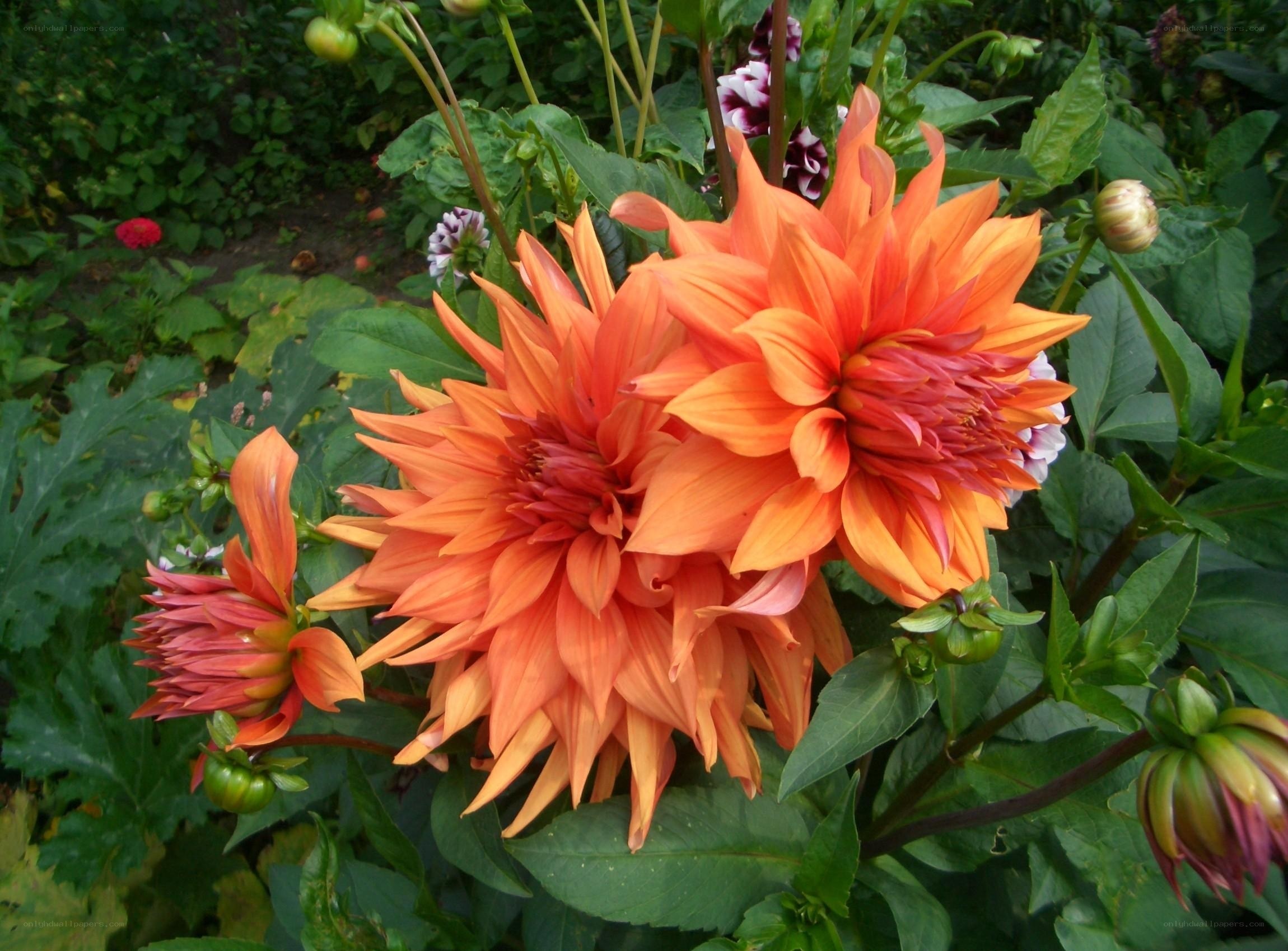 Vibrant orange dahlias in garden
