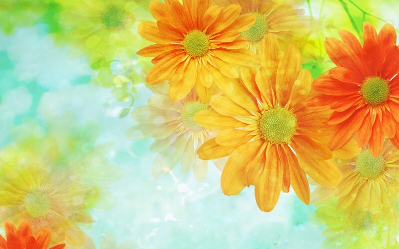 vibrant orange daisies