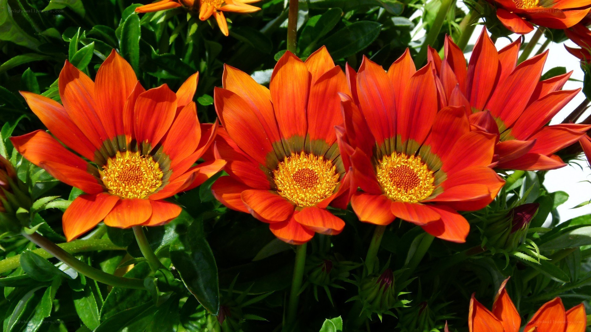 Vibrant orange daisies in bloom