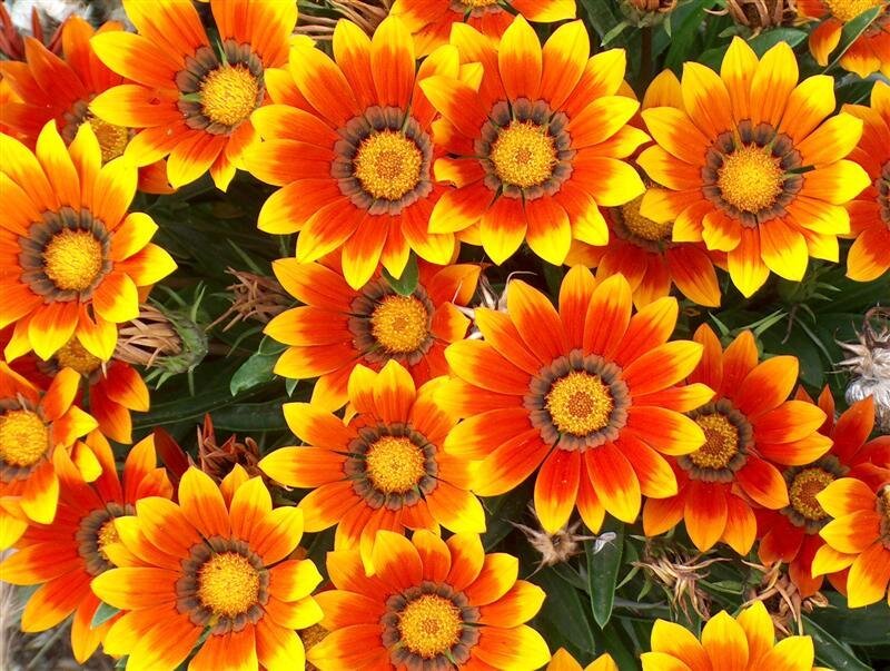 vibrant orange daisies in bloom