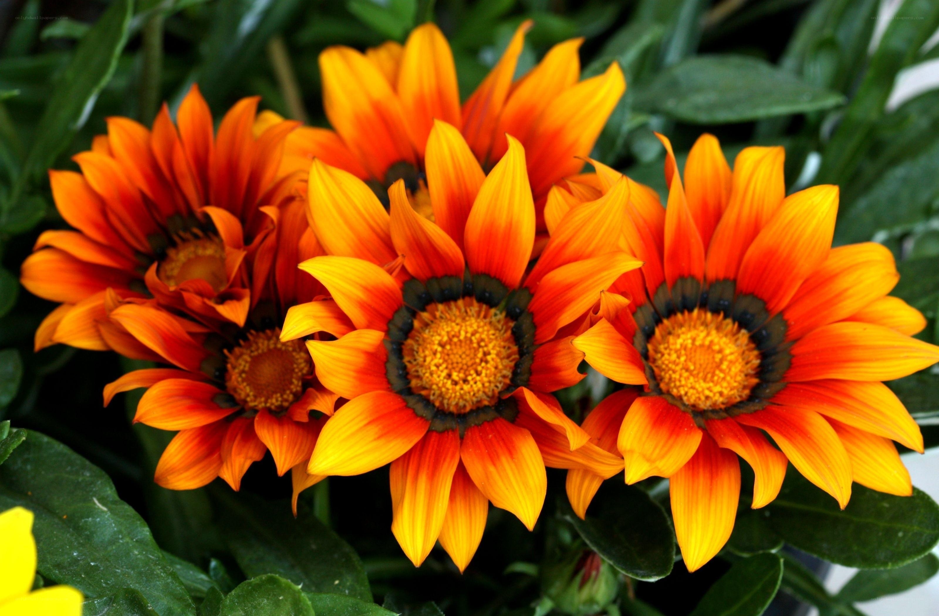 vibrant orange daisies in bloom