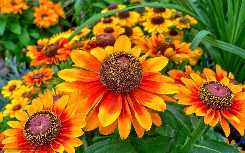 vibrant orange daisies in garden