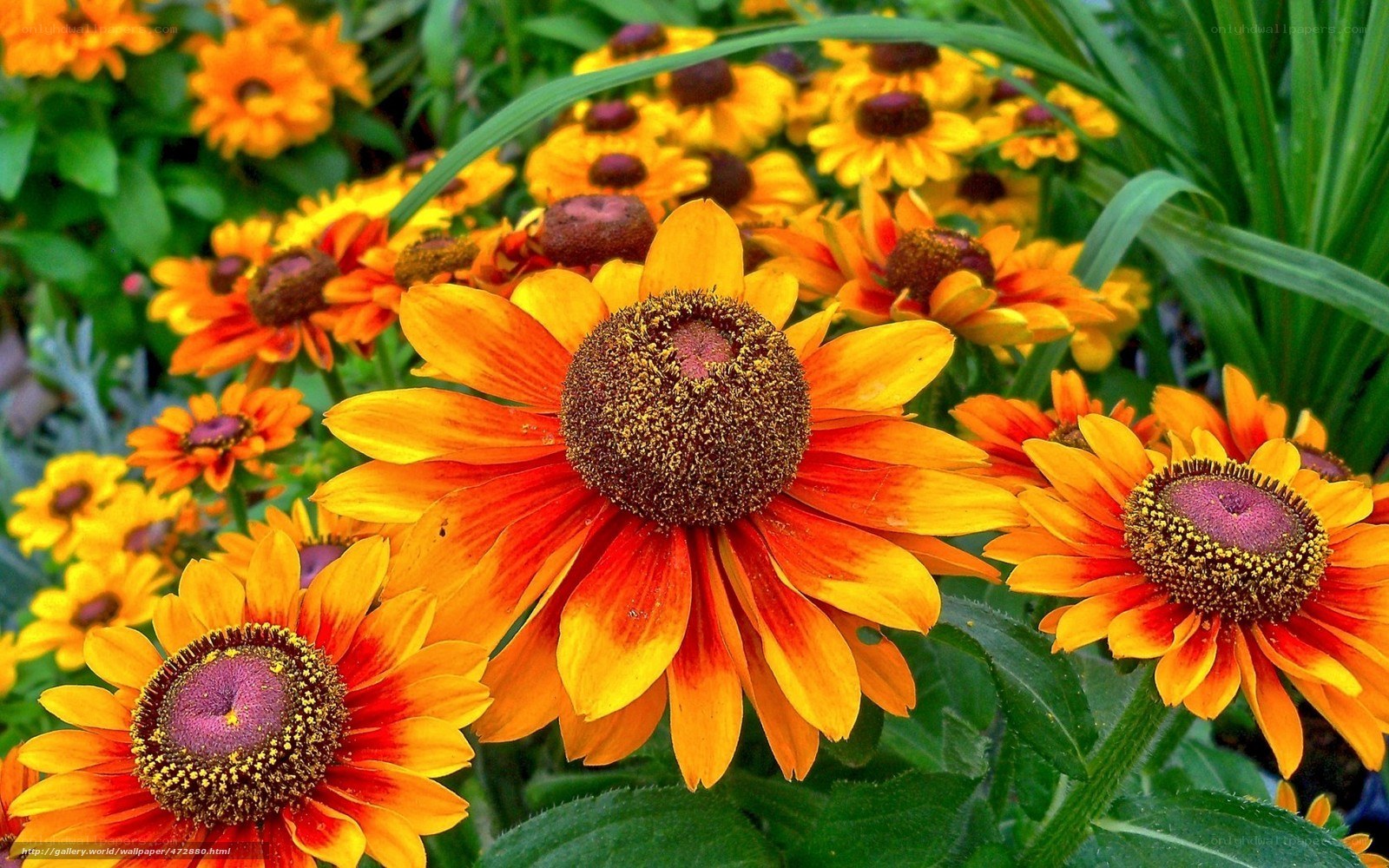 vibrant orange daisies in garden