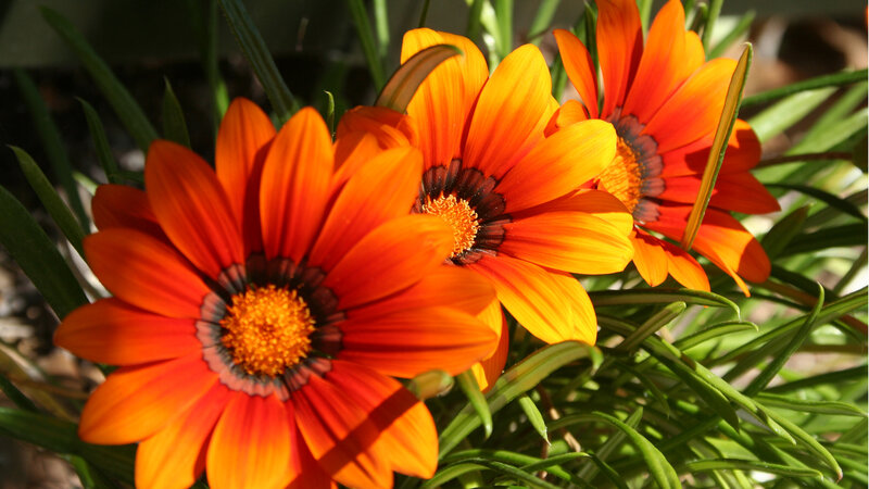 Vibrant orange daisies in sunlight