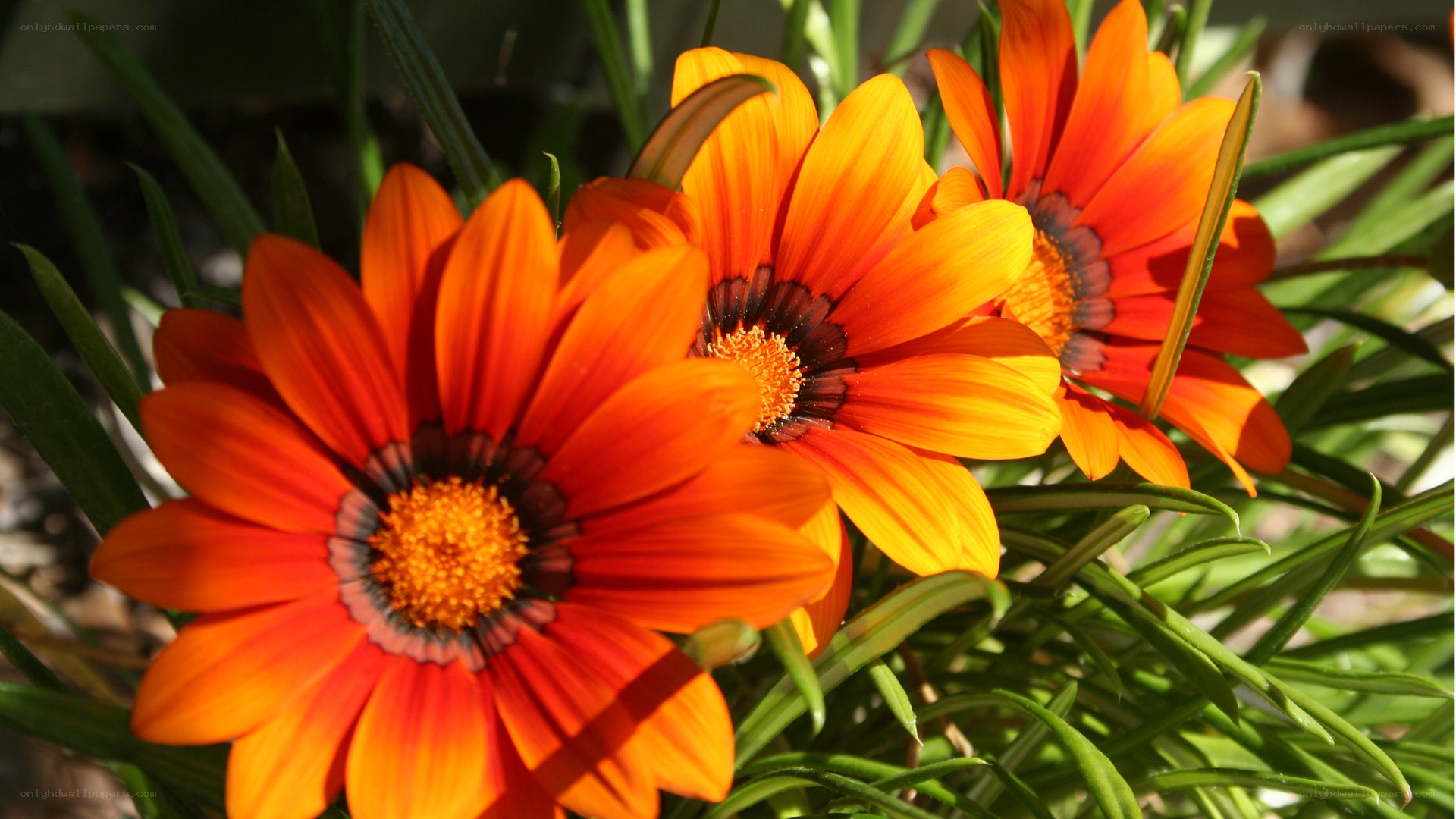 Vibrant orange daisies in sunlight