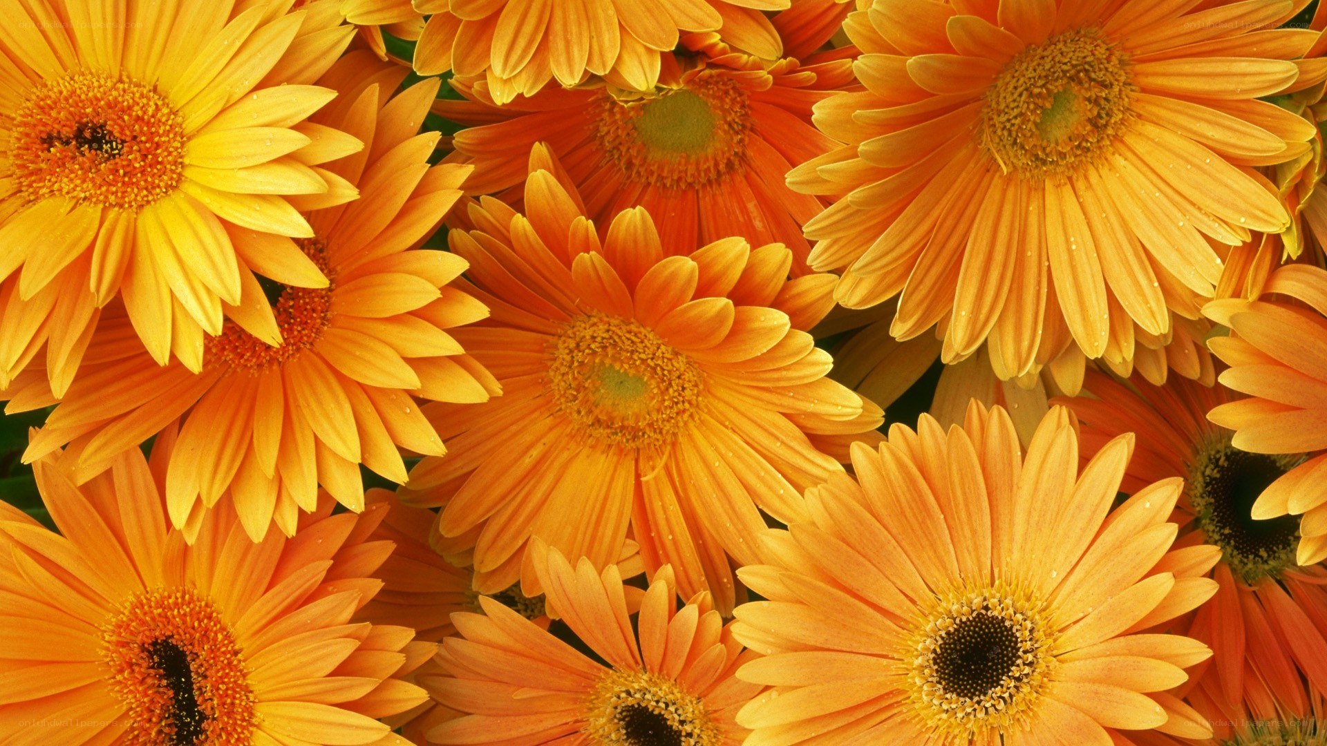 vibrant orange daisies