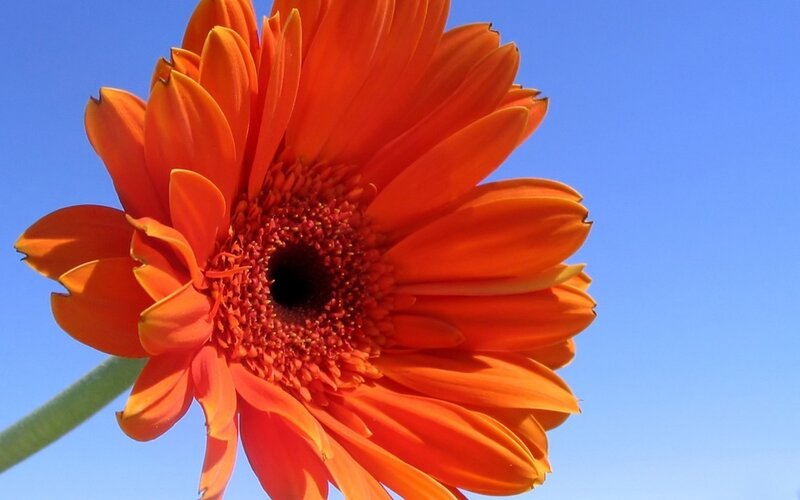 vibrant orange daisy against blue sky