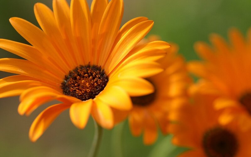 vibrant orange daisy flower