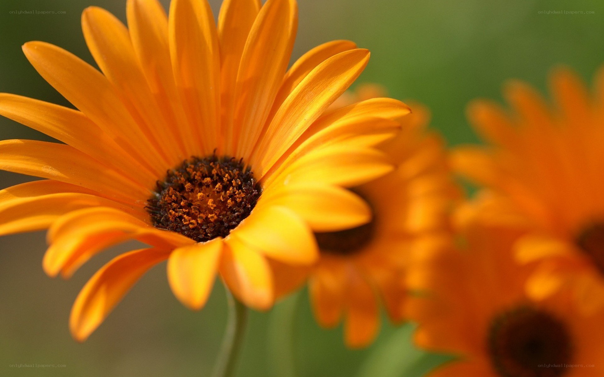 vibrant orange daisy flower