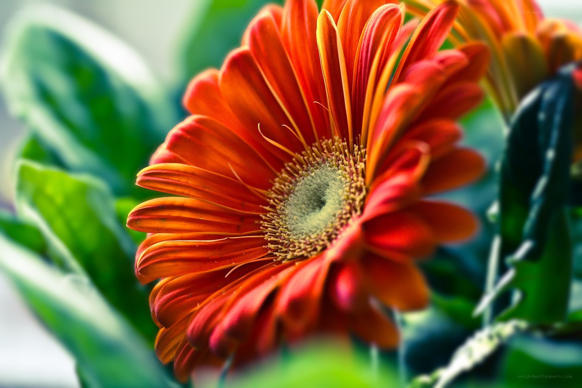 vibrant orange daisy flower