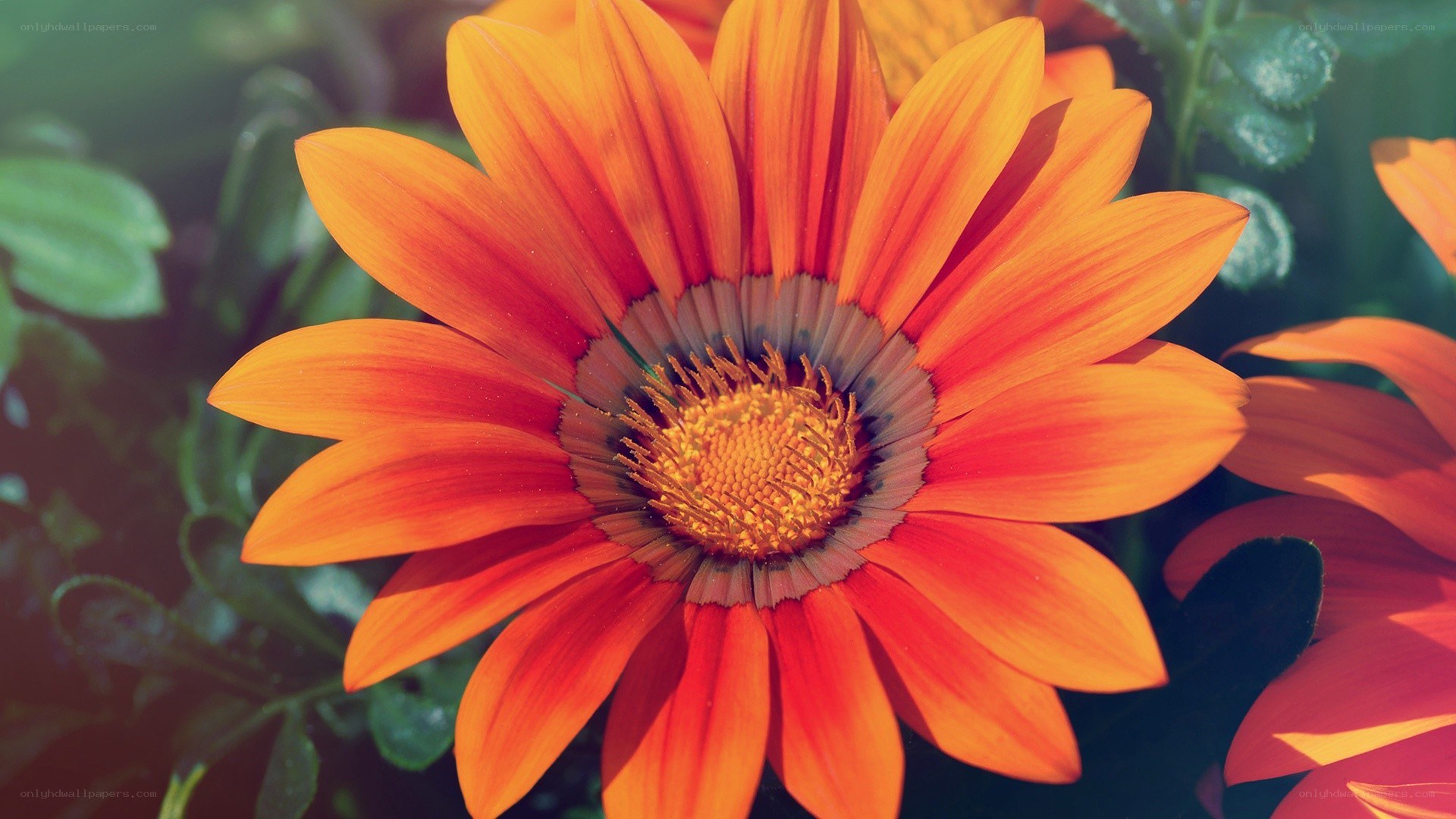 vibrant orange daisy flower