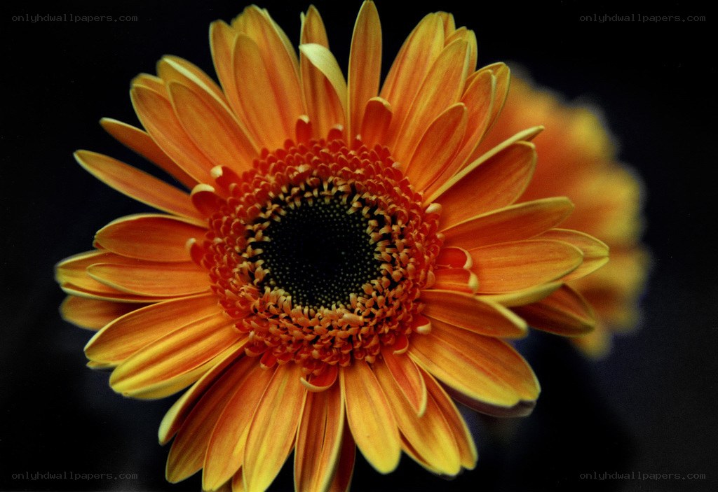 vibrant orange daisy flower