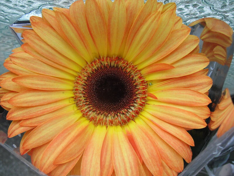 vibrant orange daisy flower