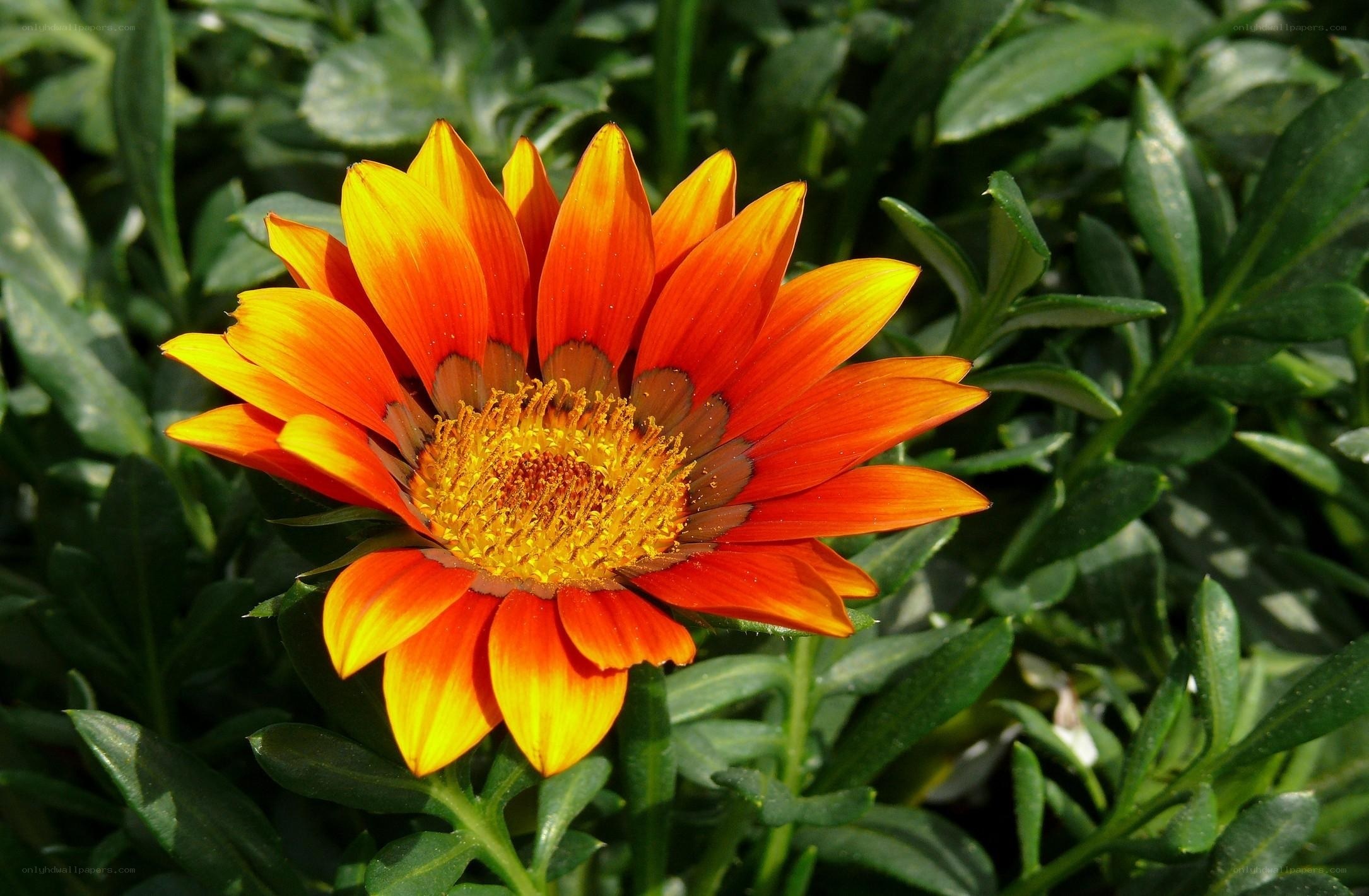 vibrant orange daisy flower